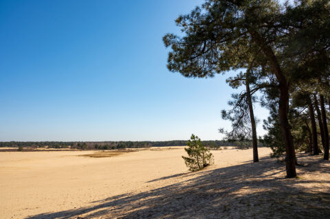 Walking trails in Dutch national park in North Brabant with yellow sandy dunes, pine tree forest and dried old desert plants, nature background