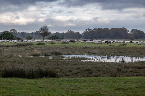 A flock of Drenthe Heath sheep, walking and grazing through the Dwingelderveld nature reserve, on a cold wet autumn day in November
