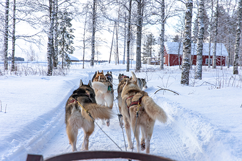 Dog sledding in Northern Finland (Lapland).